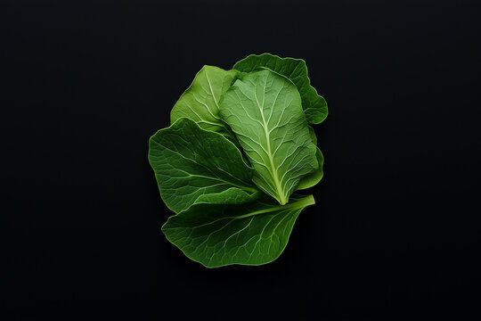 Mustard green leaf presented as a minimalist textural study emphasizing raw plant-based purity and distinct organic venation
