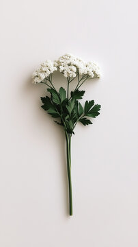 Yarrow herb sprig presented as a minimalist textural study of raw botanical geometry