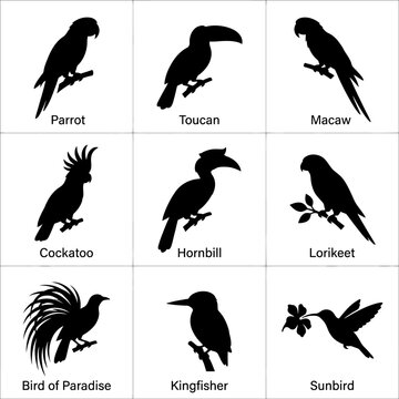 Tropical bird silhouettes arranged in a grid pattern