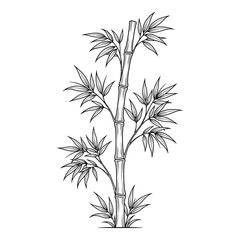 Fototapeta premium Bamboo Plant Illustration