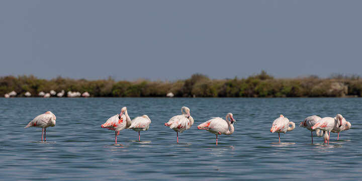 Group of Greater flamingos (Phoenicopterus roseus) in the shallow water of a lagoon in the Camargue, France.