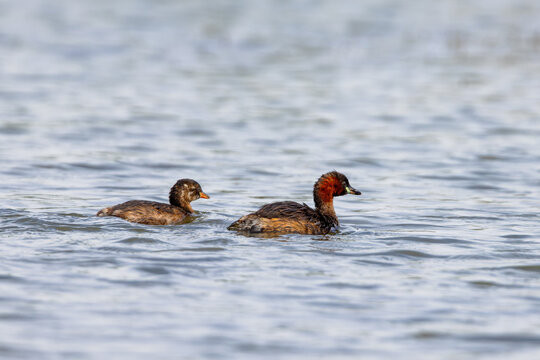 Two Little grebes (Tachybaptus ruficollis) swimming in a lagoon in the nature protection area Marais du Vigueirat in the Camargue, France.