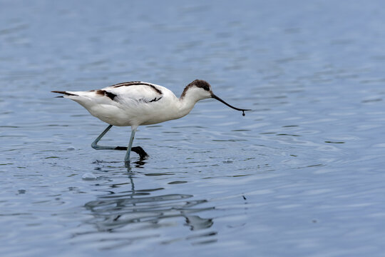 Pied avocet (Recurvirostra avosetta) searching for food in a lagoon in the Camargue, France.