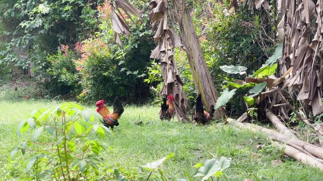 a group of rooster foraging in nature, red junglefowl walking in green grass and near banana trees, free range chicken behaviour footage