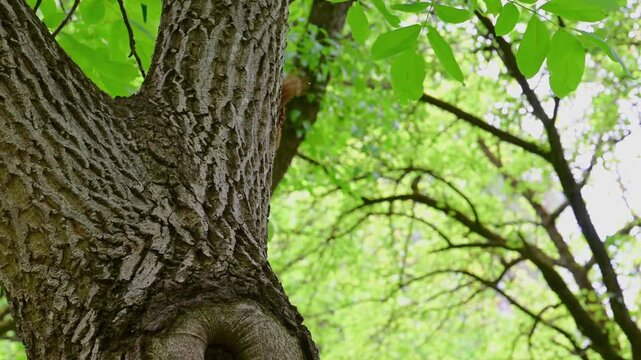 A cute red squirrel pauses momentarily at the entrance of a circular hollow in a large, textured tree trunk before swiftly scrambling up the bark