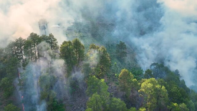 Drone shot of destructive wildfire burning pine trees in Jammu India.