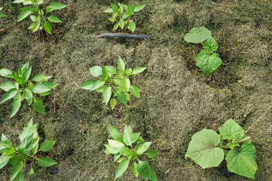 Young green vegetable seedlings of pepper and cucumber growing in a backyard garden bed heavily mulched with dry mown grass. Eco-friendly organic farming and soil protection concept