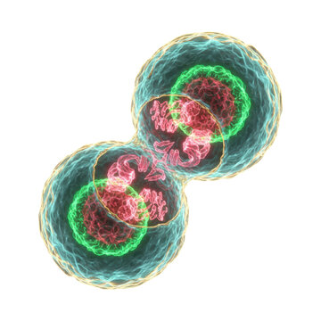 Cell Division Process Showing Chromosomes Within Nucleus
