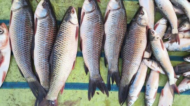 Top View of Fishes Like Rohu Fish in a Market for Selling
