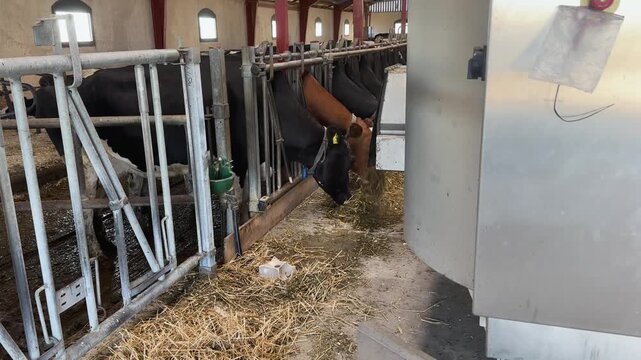 Dairy cows consuming fresh fodder from individual feeding stalls next to a stainless steel automated livestock machine inside a spacious farming facility.