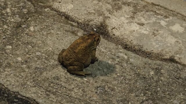 A toad chases and eats insects.