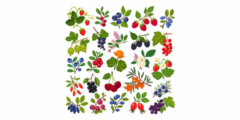 set of different berry branches isolated on white background vector illustration © Tetiana Kasatkina