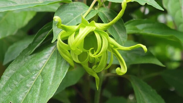 Ylang-Ylang Flowers on tree