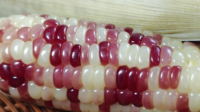 Boiled red and white glutinous corn on the cob.