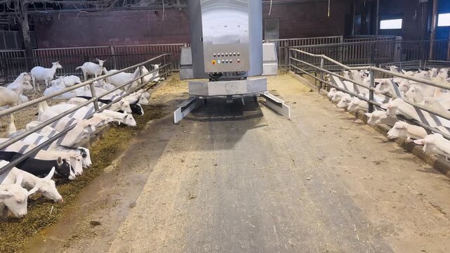 A wide shot captures a modern agricultural robot retracting its side wings while rows of white goats eat food from their pens inside a farm facility.