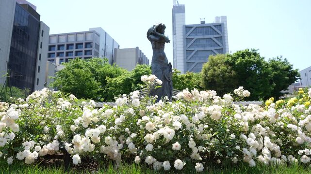 Beautiful roses blooming in the French-style garden at Hongo Kyusuijo Park in Tokyo,

