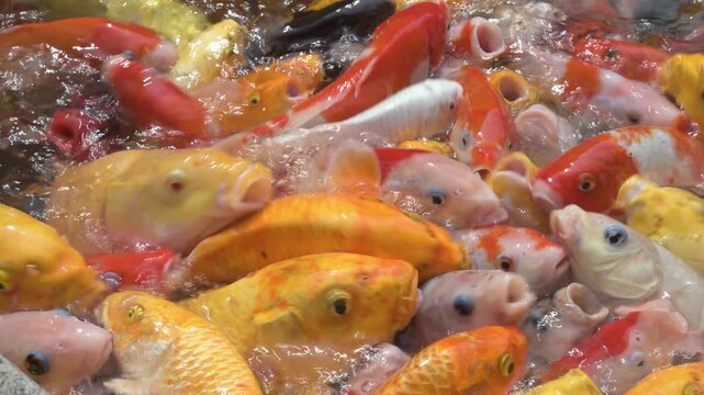 Colorful KA close-up shot of colorful koi fish crowding the pond surface while feeding, showing vivid yellow, orange and black markings, water ripples and bubbles that capture energy and movement in a