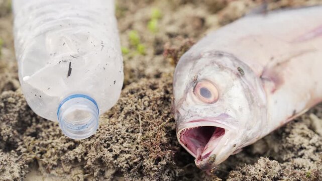 close-up of dead tropical saltwater fish on rocky shore, plastic bottle pollution, insect flies feeding on its flesh