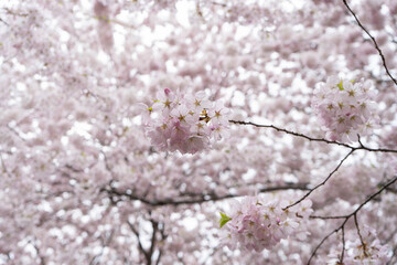 Naklejka premium Soft pink sakura blossoms with a blurred floral background. This close-up spring photograph conveys tenderness, freshness, and the fleeting beauty of cherry blossom season.