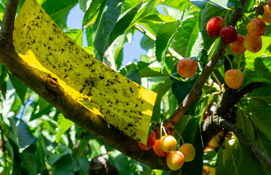 Yellow sticky trap used for pest control monitoring, capturing numerous cherry fruit