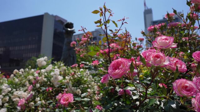 Beautiful roses blooming in the French-style garden at Hongo Kyusuijo Park in Tokyo,
