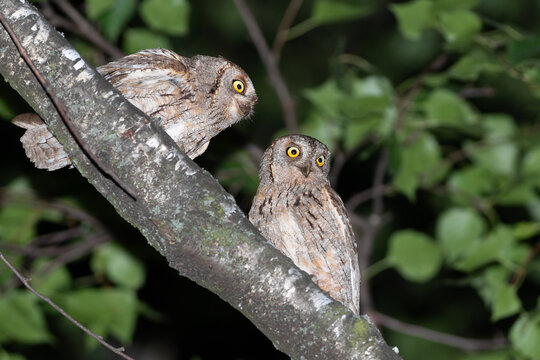 Pair of Eurasian scops owls on a tree branch at night
