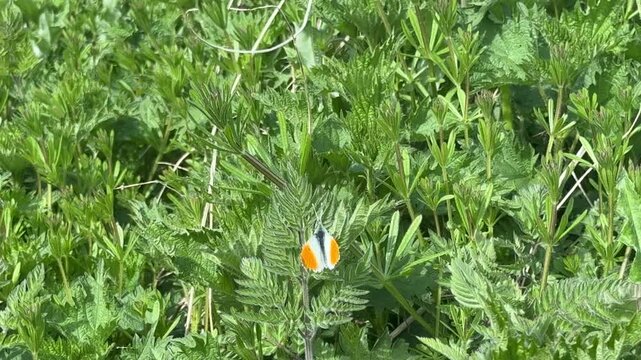 Orange tip butterflies on green vegetation eating the sun in England. Insect that is part of the white butterfly family UK 4K