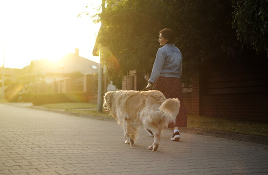 Female Dog Owner Walks Adorable Golden Retriever At Sunset On A Street During Daily Routine
