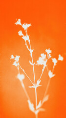 Obraz premium Silhouette flowers on orange background.