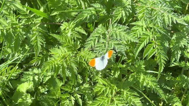 Orange tip butterflies on green vegetation eating the sun in England. Insect that is part of the white butterfly family UK 4K