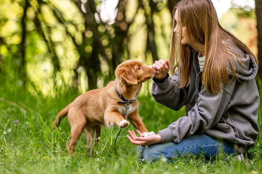 Teenage Girl Plays With An Adorable Toller Retriever Puppy In The Grass