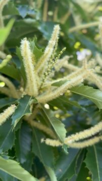 Esskastanie (Castanea sativa) in voller Bl&uuml;te &ndash; Kamerafahrt von links nach rechts | Hochformat
