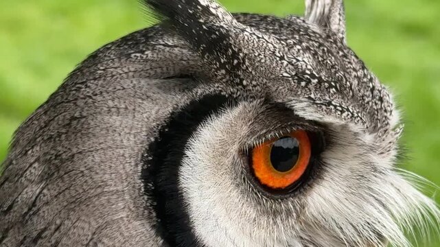 Extreme close up of owl bird looking into sense of camera UK 4K