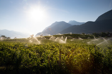 Vignoble Suisse irrigué sous la chaleur écrasante © Bergimus communicati