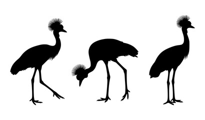 Fototapeta premium African Grey Crowned Crane Silhouette Collection Wildlife Bird Vector Set Isolated