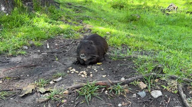 Wild nutria feed on the ground in green grass, a semi-aquatic rodent in its natural park habitat