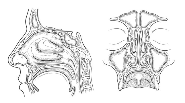 Nasal Cavity Anatomy Diagram: Detailed line drawings illustrate the complex internal structure of the human nasal cavity from sagittal and coronal views, revealing sinuses, turbinates.