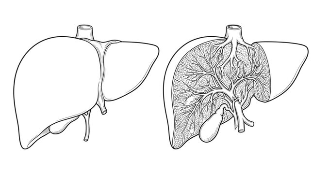 Human Liver Anatomy Diagram: An illustration showcasing the external and internal anatomy of the human liver, including its lobes, gallbladder, and vascular network.