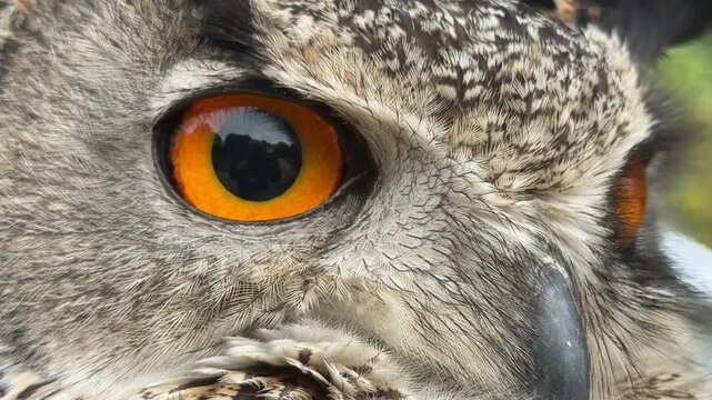 Extreme close up of owl bird looking into sense of camera UK 4K