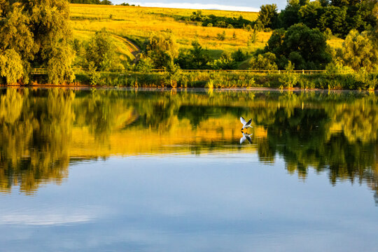 Gull skims the surface of a calm lake leaving a faint V of ripples sunlight gilds the banks and reflections blur into painterly color as motion and peace share the same frame