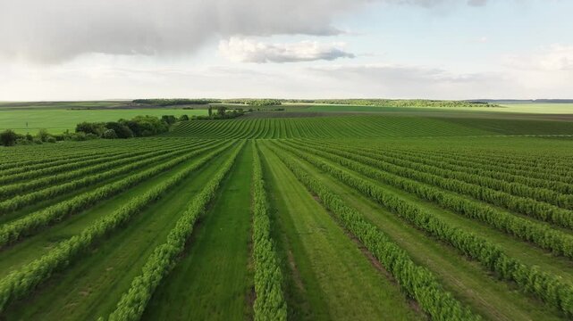 Aerial View of Lush Vineyard Rows and Green Farmland Landscape for Wine Farming and Viticulture