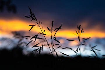 Obraz premium Sharp silhouettes of meadow stems rise against a molten sky. Layers of orange and blue shape the sunset while the delicate forms hold stillness grace and a wild hush.