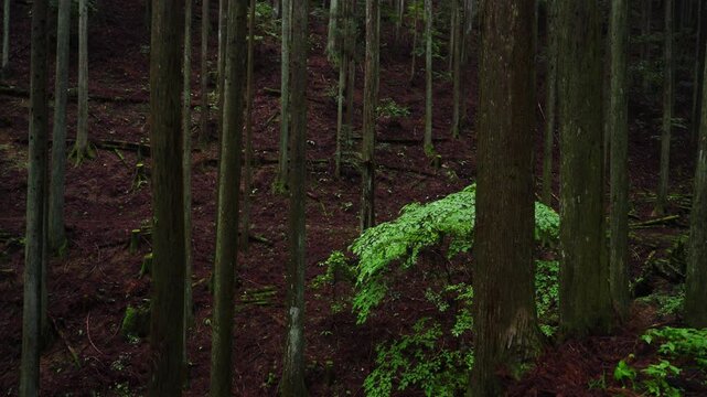 Section Between the 44th and 43rd Stone Markers on the Koyasan Choishimichi Pilgrimage Trail, Koya Town, Wakayama, Japan　「高野参詣道 町石道44町石・43町石区間」和歌山県高野町