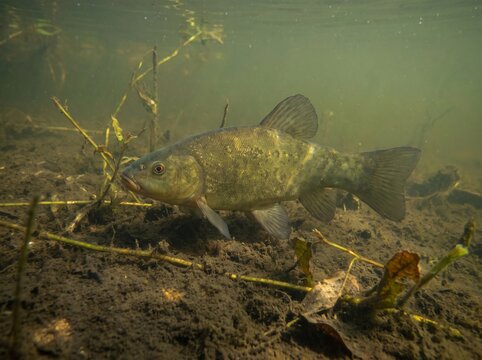 Tench Fish Swimming Underwater in a Murky Freshwater Habitat