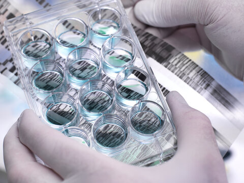 Genetic Research, Scientist holding a multi well plate and DNA gel revealing, the genetic make-up of the specimens