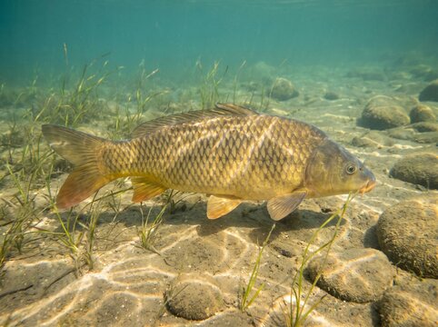 Common carp swimming underwater in a clear freshwater lake