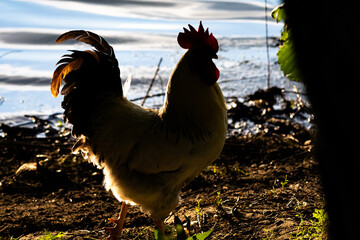 A rooster stands near the lake his shape cut bright by the low sun. The glowing rim and deep shadow create a bold silhouette that mixes rural life wild poise and the hush of evening water. © Chornogirskyi
