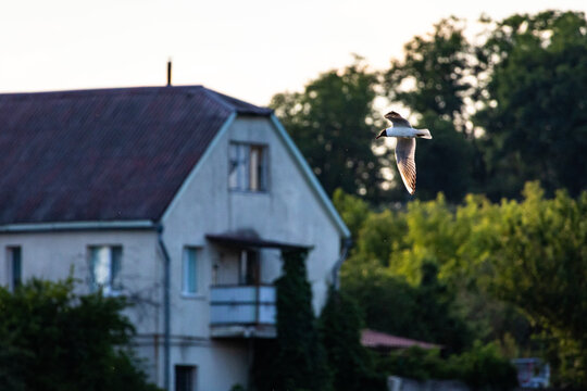 A gull passes a quiet house at the lakeside its wings catching a rim of light. Green trees frame the scene as village life meets open air and the bird carries a touch of freedom through evening calm.
