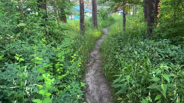 A narrow forest path through lush green vegetation, a summer forest route against the backdrop of nature