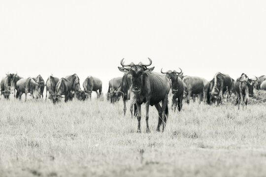Black and white wildebeest herd in African savanna